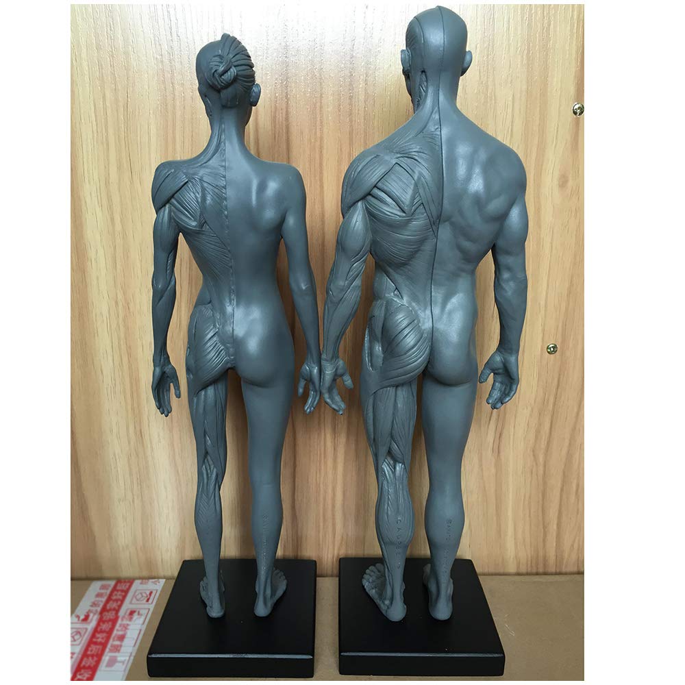 Rysunek Anatomiczny Człowieka - Model Anatomiczny Szkieletu Mięśni Człowieka 11,8-Calowy Męski Model Kości Mięśniowej - Rysunek Manekina Anatomicznego Człowieka - Odniesienie Dla Artysty, Studium I T