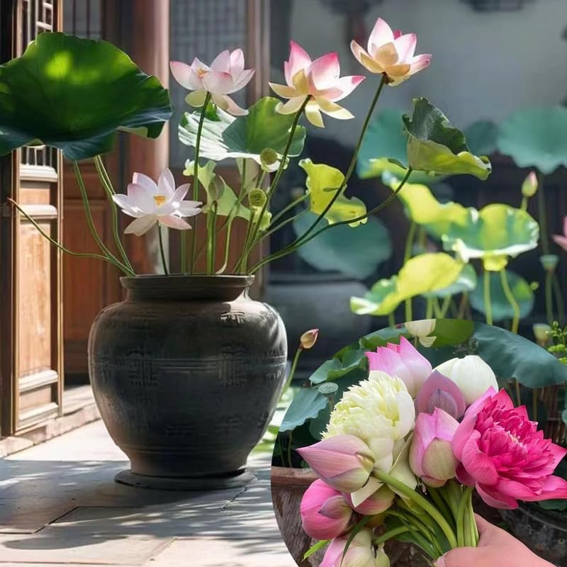 Japanese lotus seeds multicolour (Pack of 12)-image-15