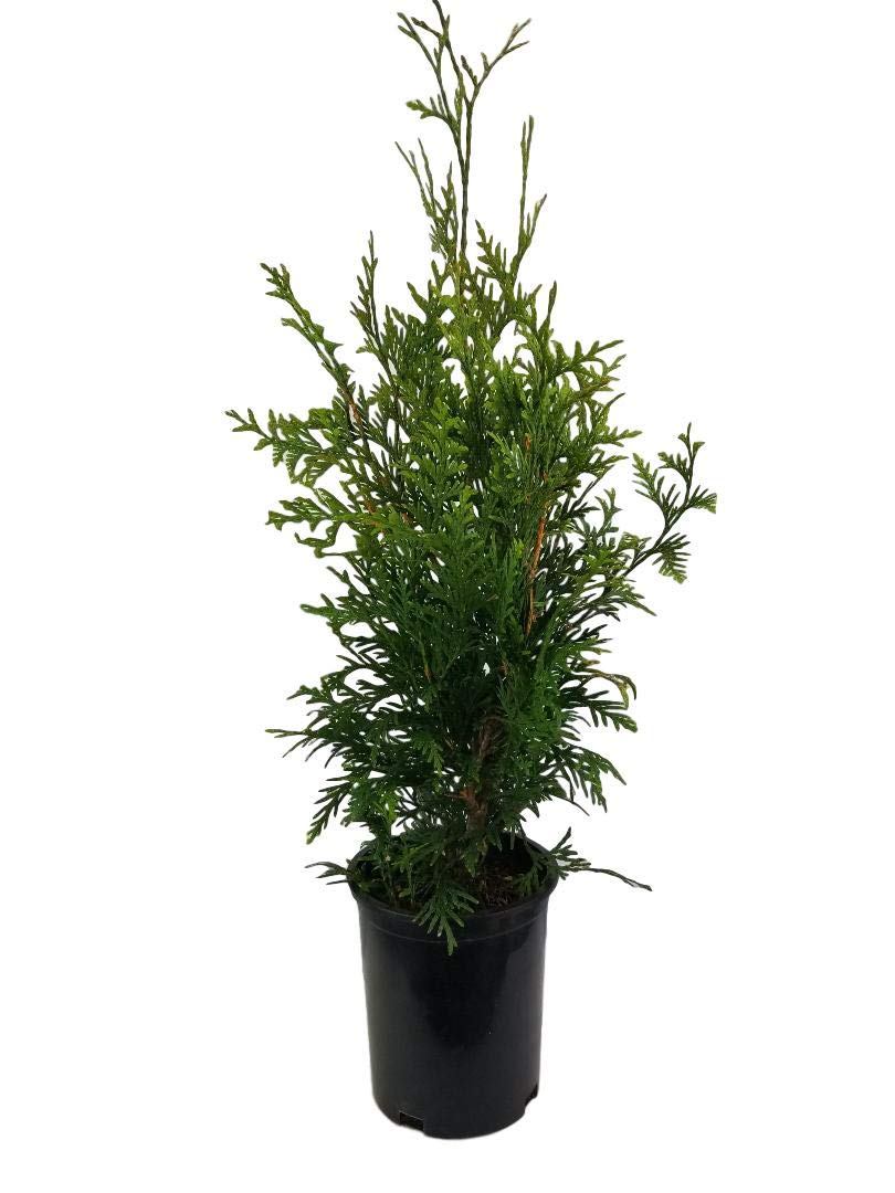 Green Giant Arborvitae