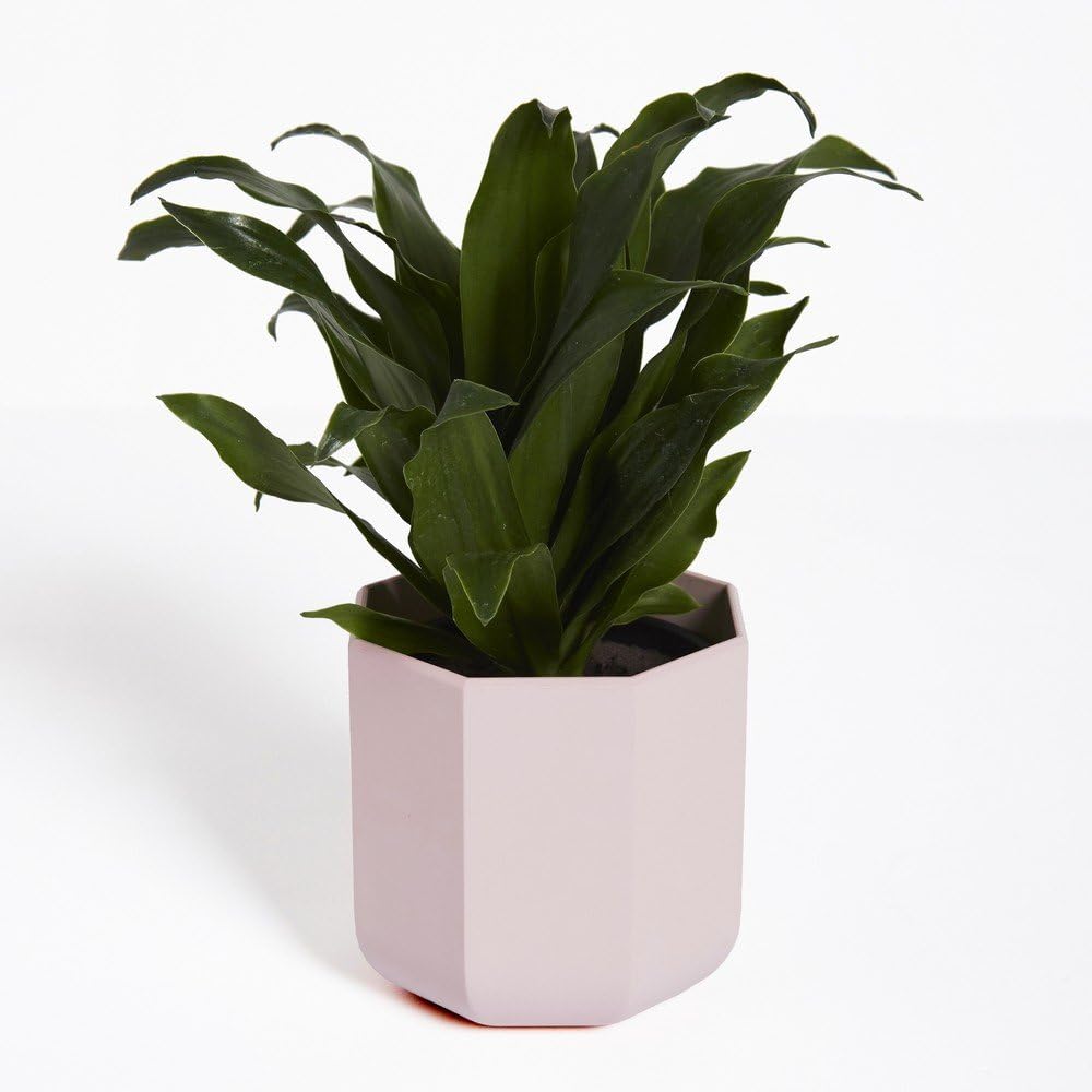 Firenze plant container (Planter, Pot) (Pink)