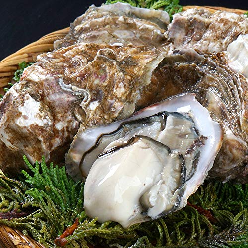 北海道 厚岸産 生牡蠣(カキえもん) 殻付き 9個 Mサイズ 殻むきナイフ付き