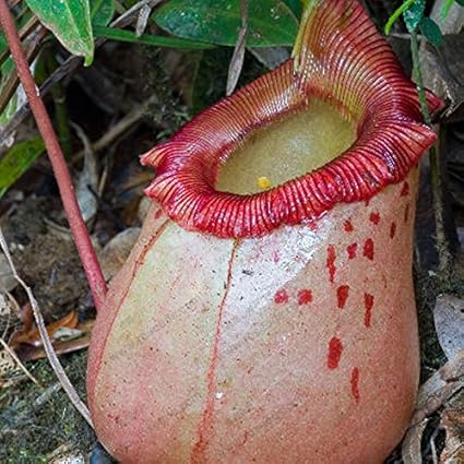 Nepenthes semillas de plantas, semillas semillas de la planta carnívora Nepenthes, 50 partículas / bolsa