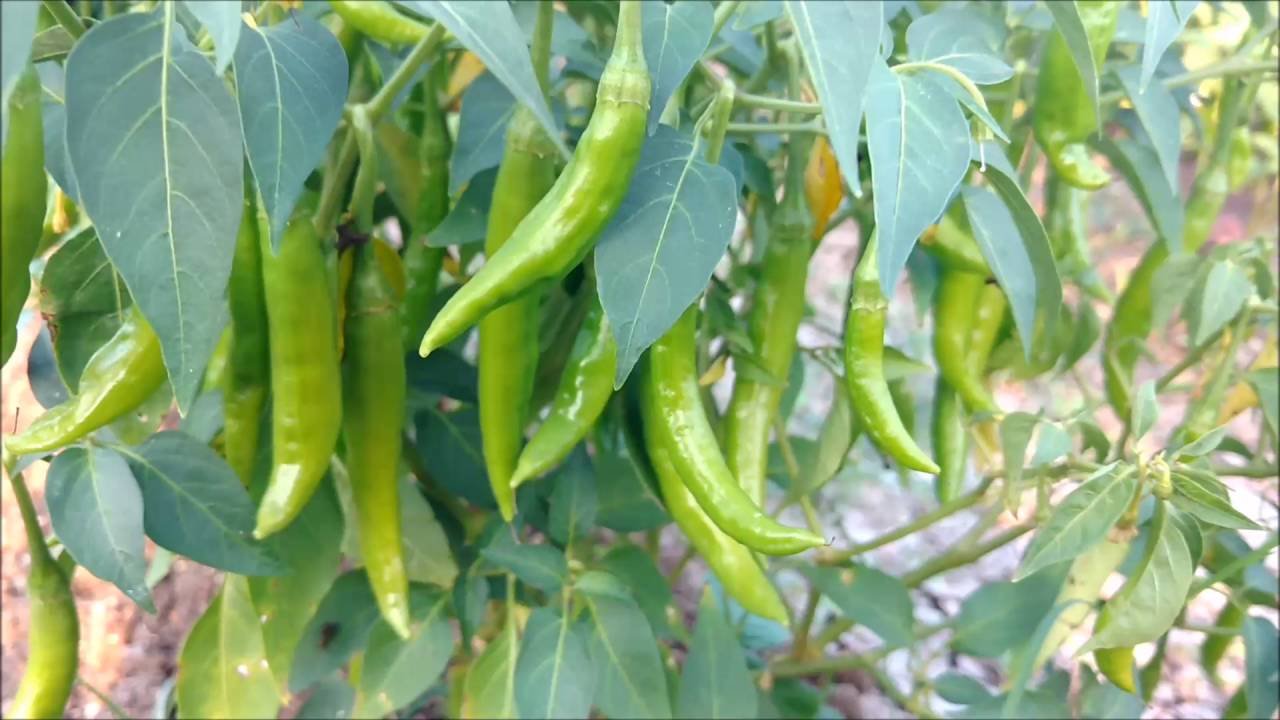 Sumit Greenery Organic Desi Hybrid Green Chilli Live Plant with Pot: Spice Up Your Garden Naturally (B0BPYCW36P) Amazon Price History, Amazon Price Tracker