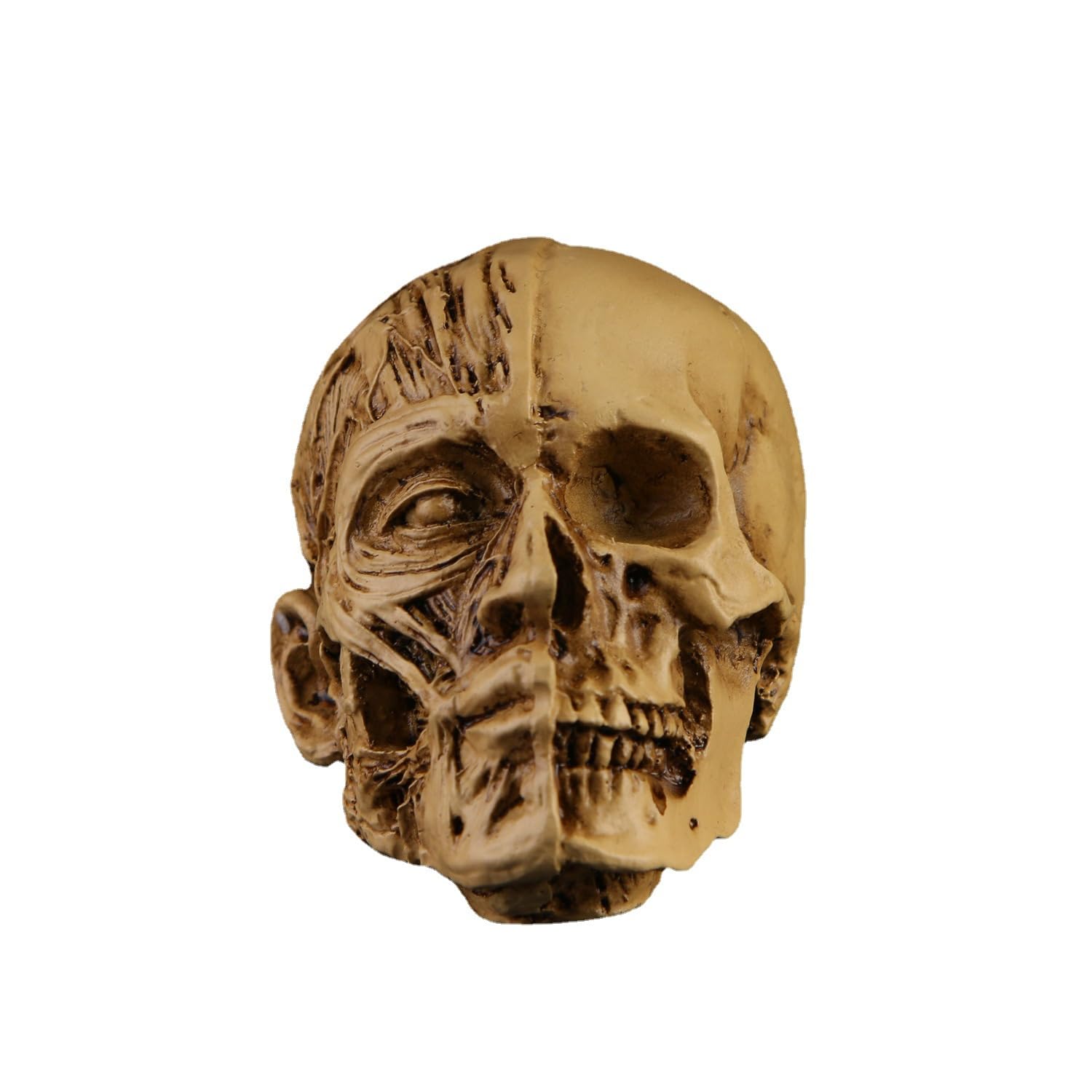 Art Sketch Resin Muscle Skull, Resin Plaster Statues, Drawing Models for Art Students, Still Life Skulls, Artistic Ornaments, Small Resin Human Manikin Head Sculpture for Medical Drawing Teaching