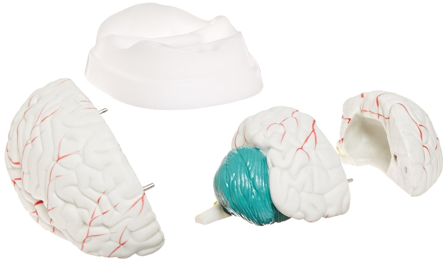 United Scientific MAHB03 Brain Model