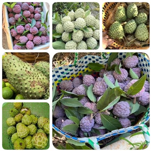 30 piezas Semillas de Guanábana, Semillas de Graviola, salón columnar con decoración de frutas. Annona Escamosa, Regalos Sostenibles Plantas Para Jardín árboles frutales plantas raras