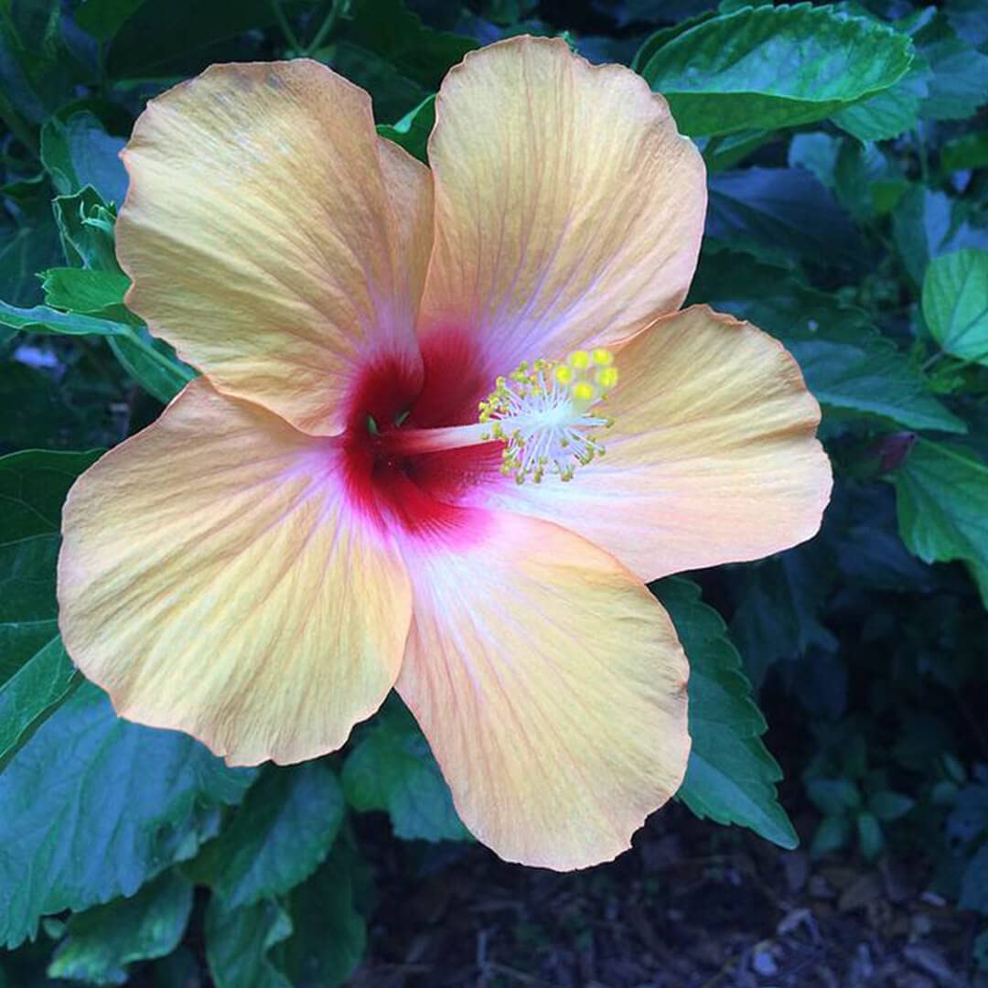 Flora Seeds Gudhal(Hibiscus) Flower F1 Hybrid Seeds, Hibiscus(China Rose) High Germination Seeds for Home & Garden (B0BRCNF213) Amazon Price History, Amazon Price Tracker