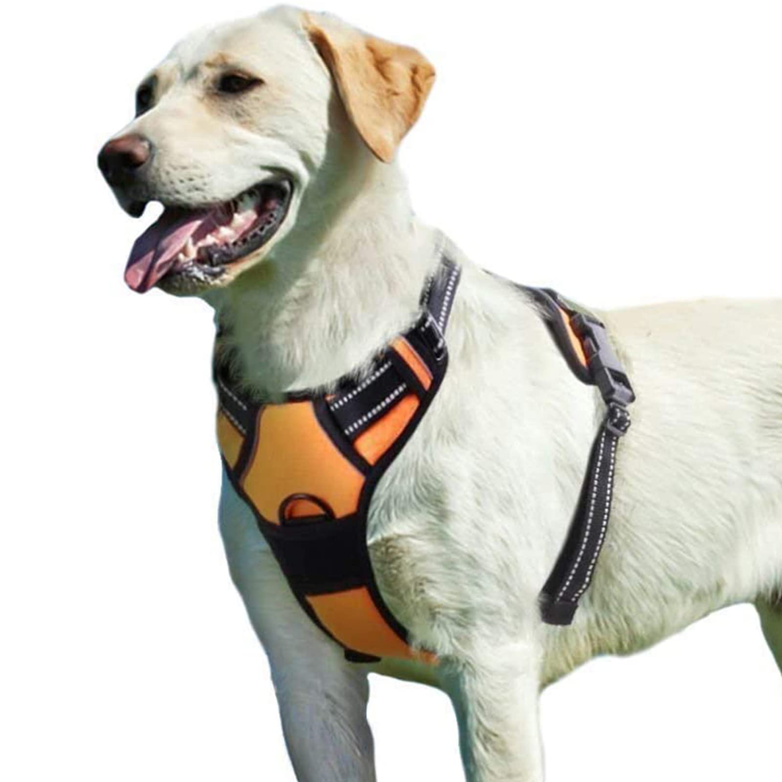 What Kind Of Harness Is Best For A Dog