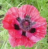 Blütezeit: Mai - Juni Türkischer Mohn Central Park - Papaver orientale