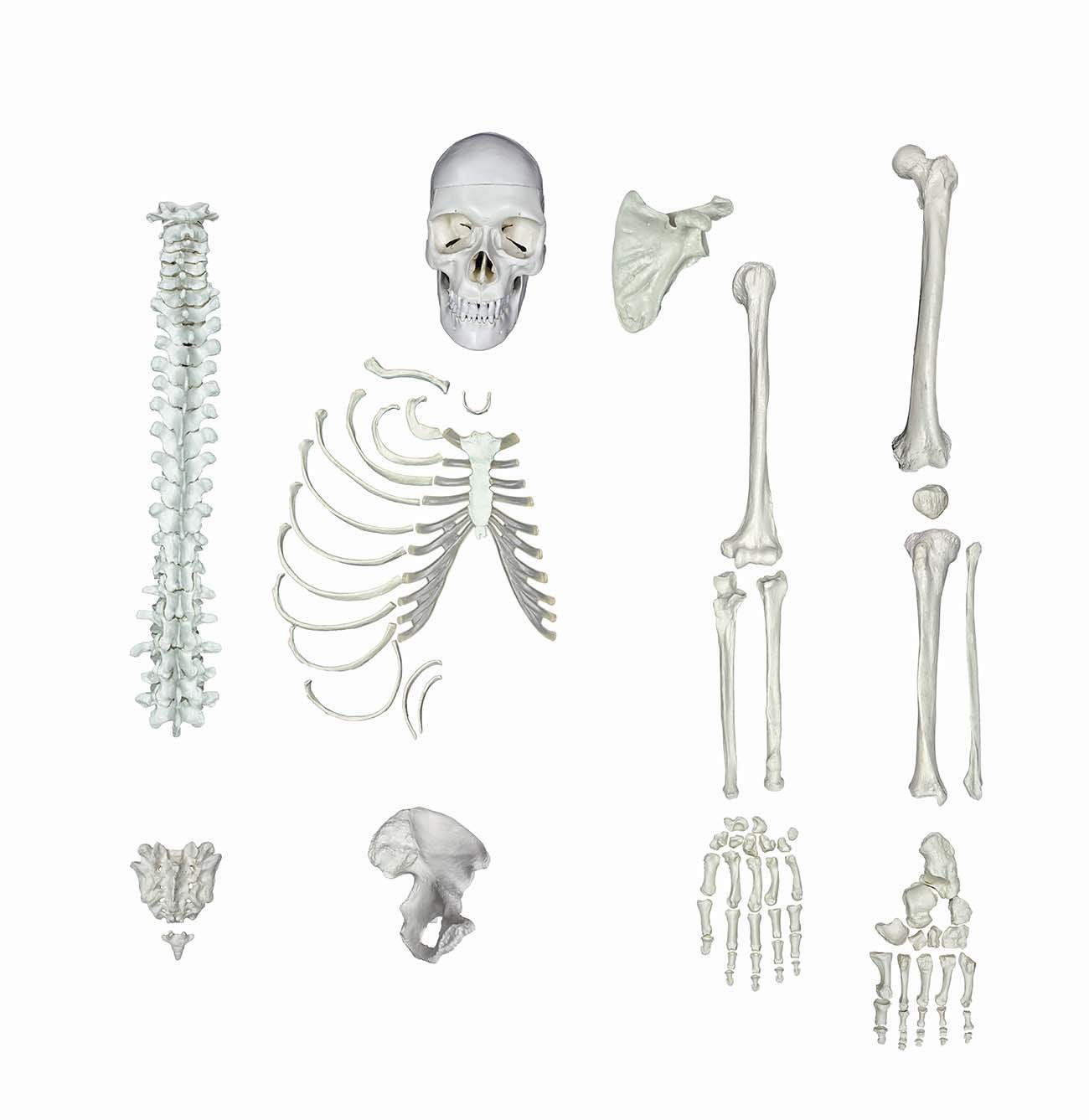 人体模型 藤井保 SKELETON ZX | Human Male Skeleton Model