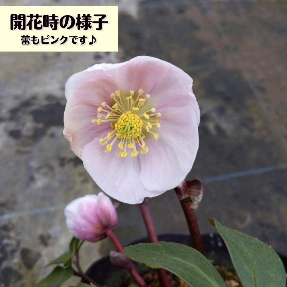 Amazon.co.jp: ピンクニゲル苗 広瀬園芸 花付き充実株 ウィンター