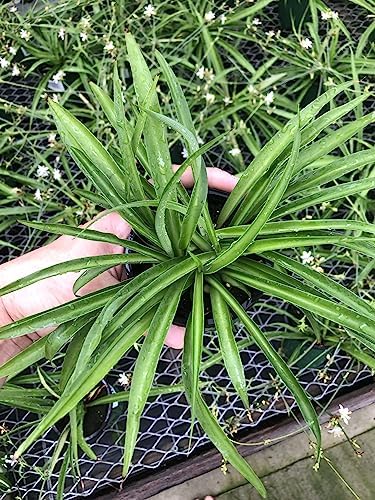 Solid Green Spider Plant - Large Size - Air-Purifying, Low Mainte...