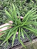 Solid Green Spider Plant - Large Size - Air-Purifying, Low Maintenance, Thrives in Home & Office - Perfect for Plant Enthusiasts - Live Houseplant in Potting Soil