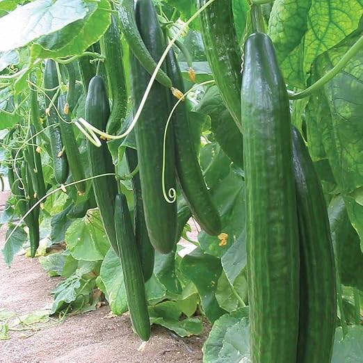 Amazon Co Jp きゅうり苗 節成りきゅうりf1 接木苗 野菜苗 9cmポット接ぎ木苗 2個セット 本当に良く成り 主枝 側枝共に雌花率90 100 とほぼ完全節成のキュウリ苗 果実肥大も早い極早生品種で極めて多収の胡瓜です また果皮が薄くみずみずしさがあり 高食感に食味