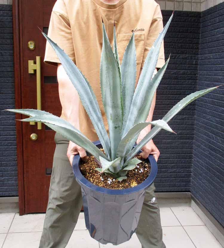 大型 アガベ アオノリュウゼツラン 青の竜舌蘭 カリフォルニア