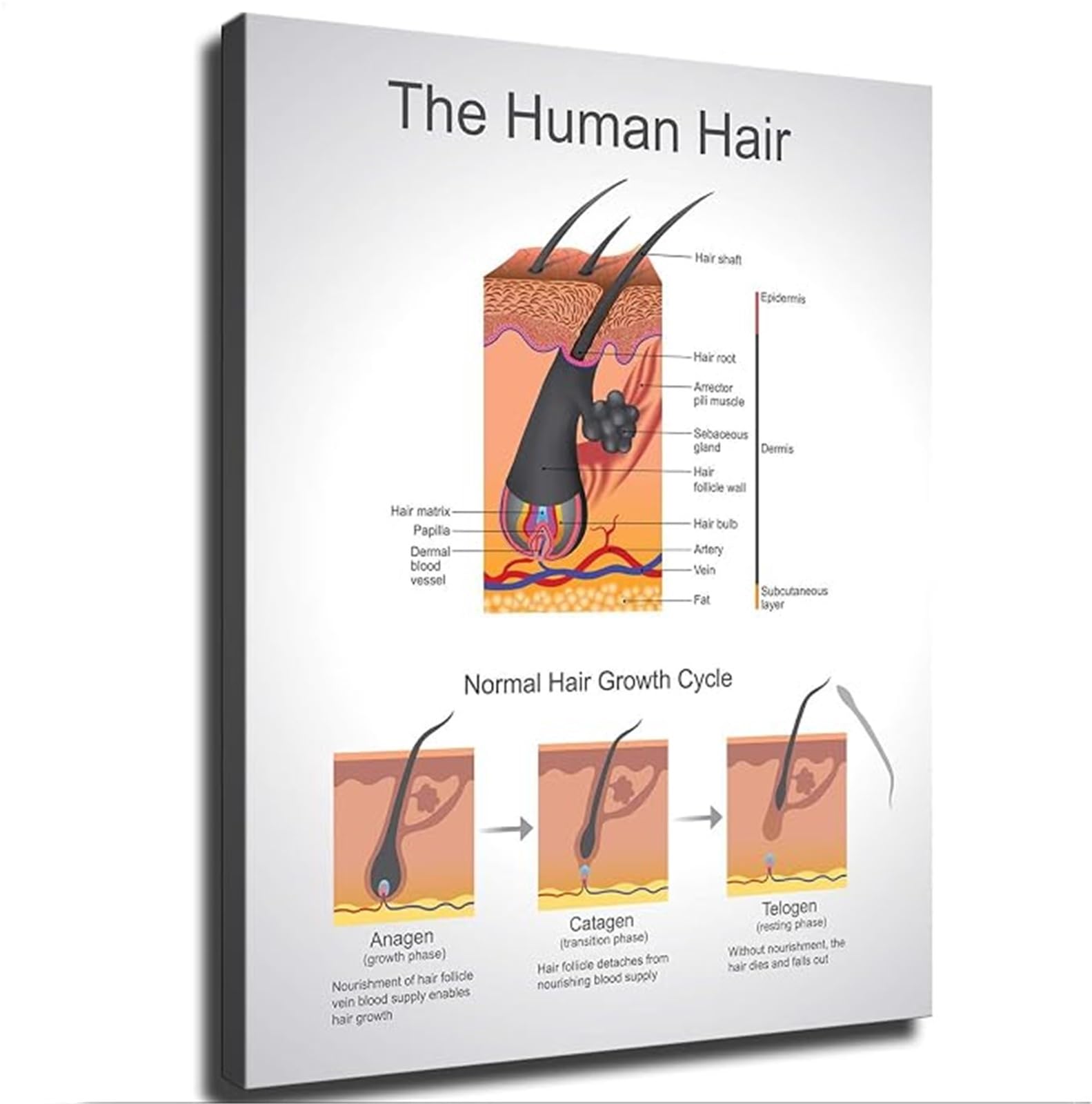 REIUAFWYGV Hair Growth Cycle Three Different Stages Poster Wall-Art Modern Minimalist Aesthetic Anatomy Learning Decor(Framed,16x24inch(40x60cm))