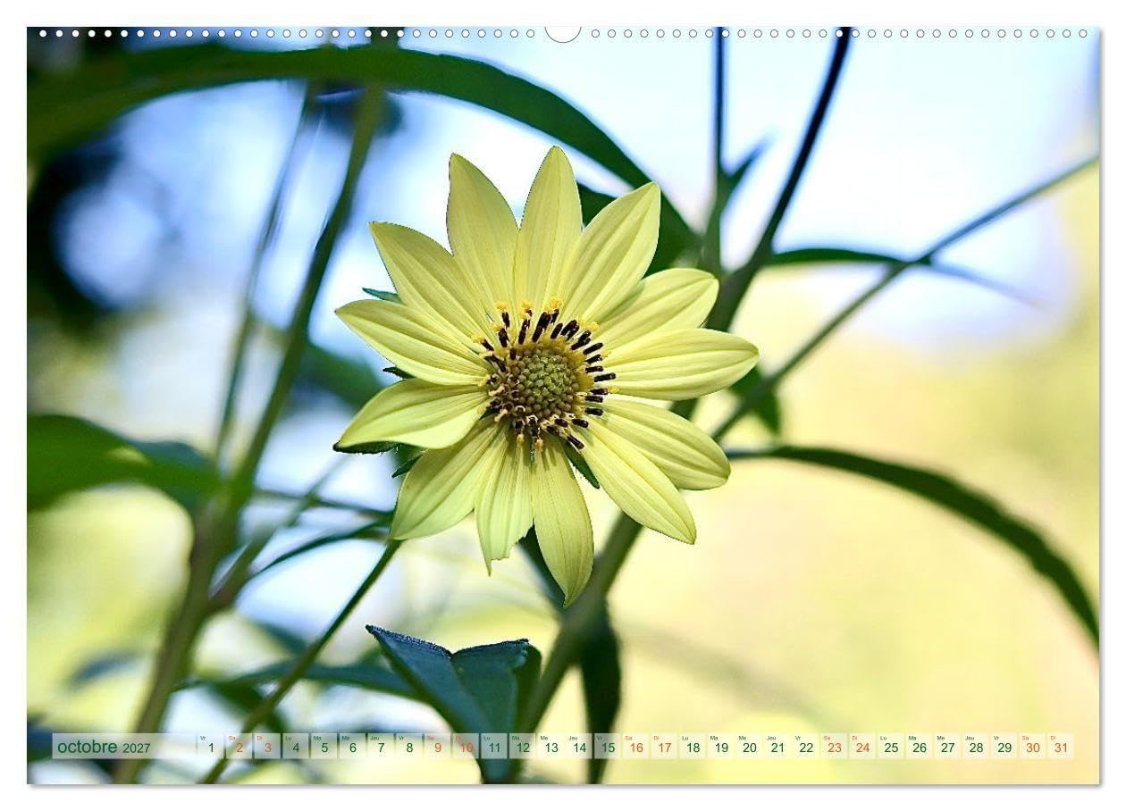 DES FLEURS ENCHANTERESSES (Calendrier mural 2027 DIN A2 vertical), CALVENDO calendrier mensuel: Découvrez la beauté de la nature avec ces gros plans floraux uniques.