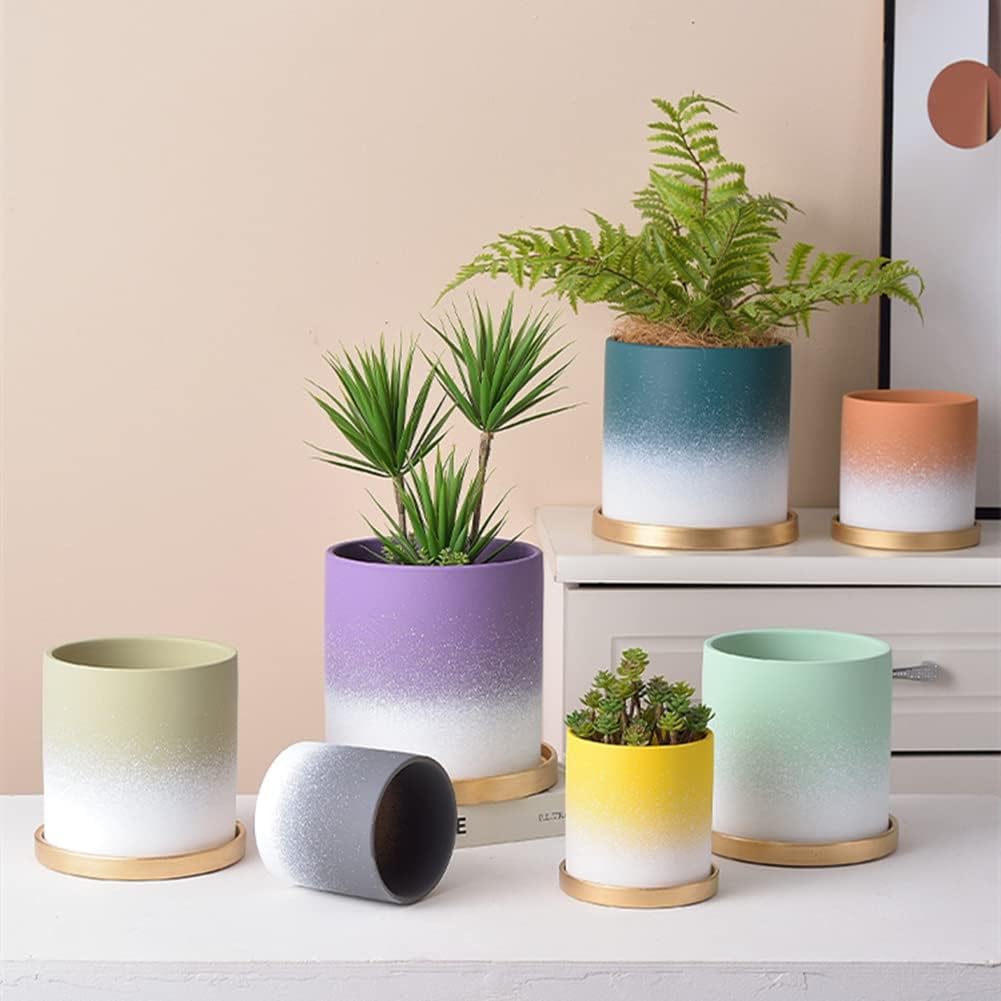 山中勇人 ① 鉢 植木鉢 作家鉢 パキプス アガベ グラキリス 山中勇人 山中勇人 ① 鉢 植木鉢 作家鉢 パキプス アガベ グラキリス 山中勇人