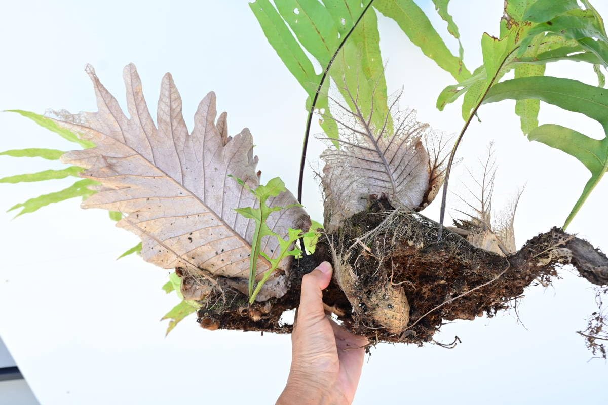 Amazon.co.jp: Drynaria quercifolia 大株 @bikamori ドリナリア ク