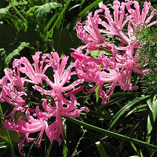 Lycoris radiata/Bellissime piante di decorazione del parco-3 bulbi,B