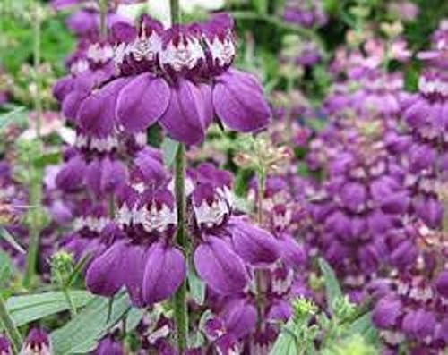 Miniatura 2 de Casas chinas, 100 semillas ollinsia heterophylla, flor delicada única, hermosa flor