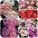 semillas de azalea de verano, 300pcs