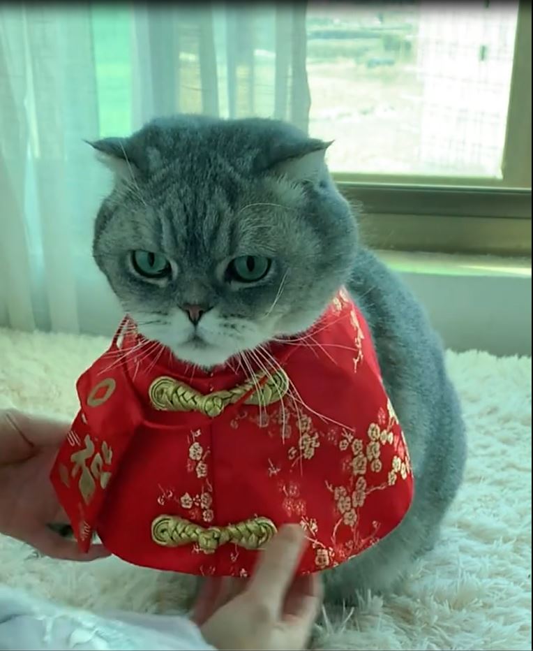 red cat dress Red Fur Pet Dress: Cat Dog Costume for Photoshoot