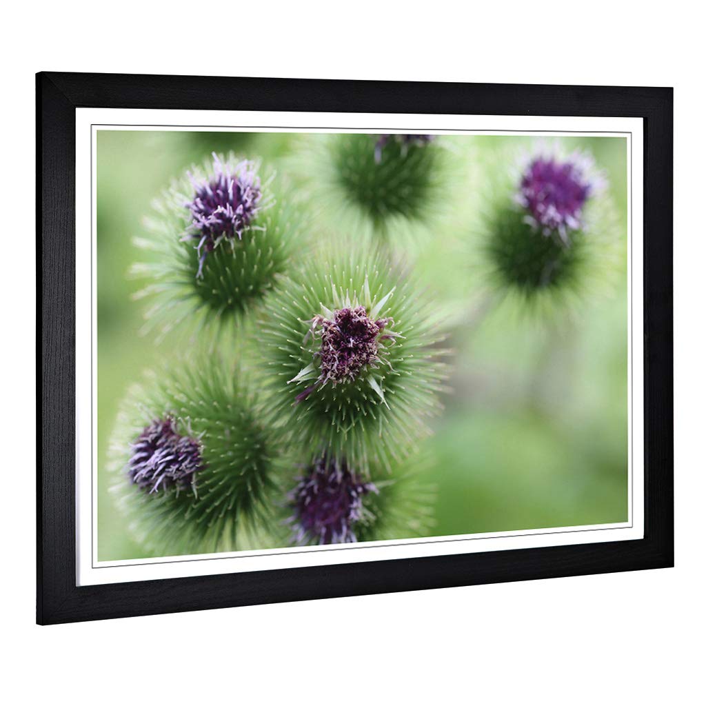 Big Box Art Framed Print of Purple Flower Globe Thistles Design | Wall Art Picture | Home Decor for Kitchen, Living, Dining Room, Bedroom, Hallway, Office, Black, A2 / 24.5x18 Inch / 62x45cm