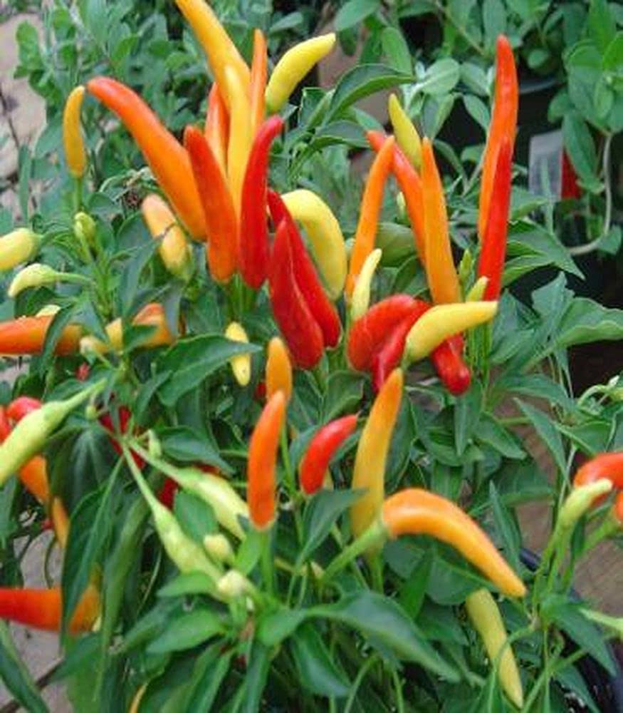 PLANTOGALLERY Vegetable Seeds | Chilli Suryamukhi Vegetable Seeds For Gardening (50 Seeds Pack) (B09B2LYDN4) Amazon Price History, Amazon Price Tracker