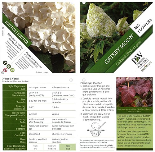 Gatsby Moon Oakleaf Hydrangea (Quercifolia) Live Shrub, White To Green Flowers, 1 Gallon #TOP6