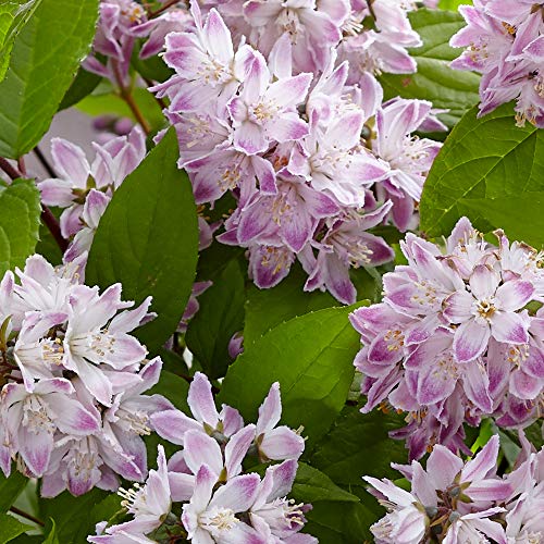 Deutzia Hardy Shrub, Gardens & Patios, Scented Garden, Specimen Plant, Cottage Garden, Low Maintenance Garden, 1 x 9cm Deutzia Raspberry Sundae Potted Plant by Thompson and Morgan