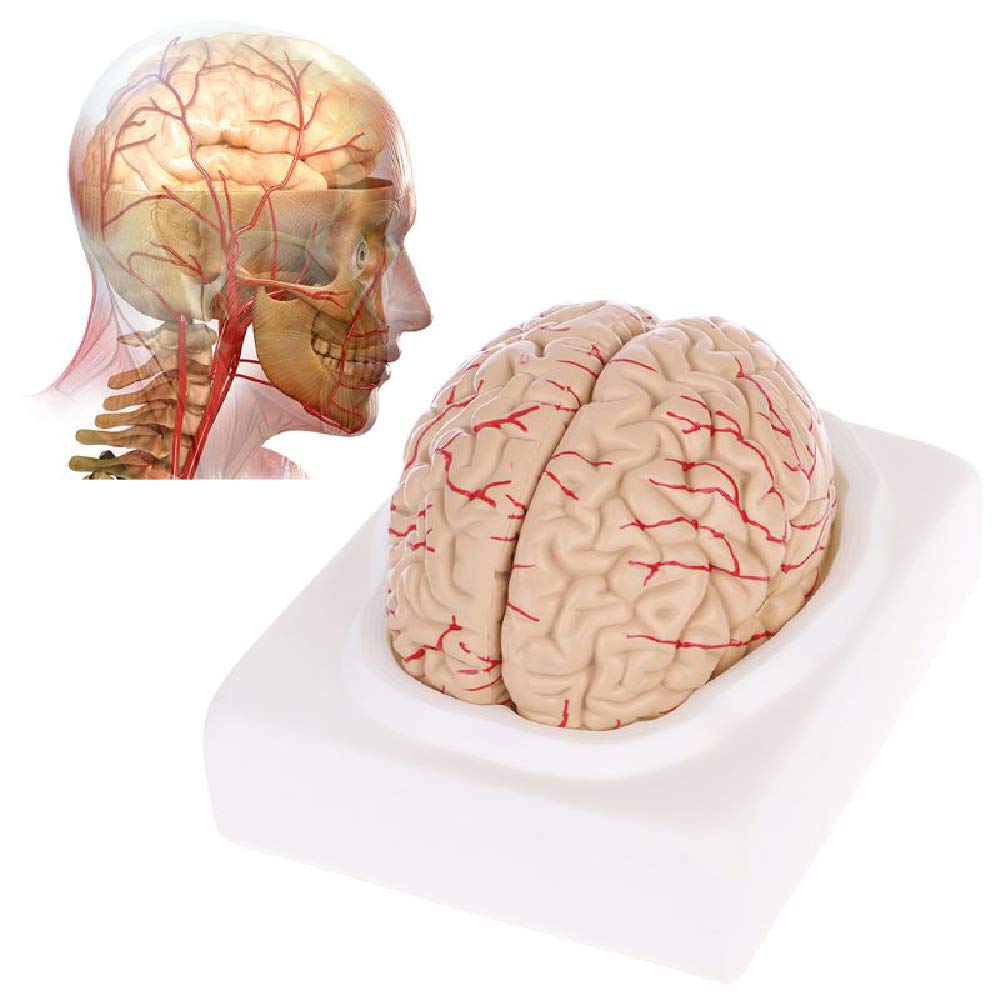Buy Human Brain Model, Learning Resources Human Brain Anatomical Model