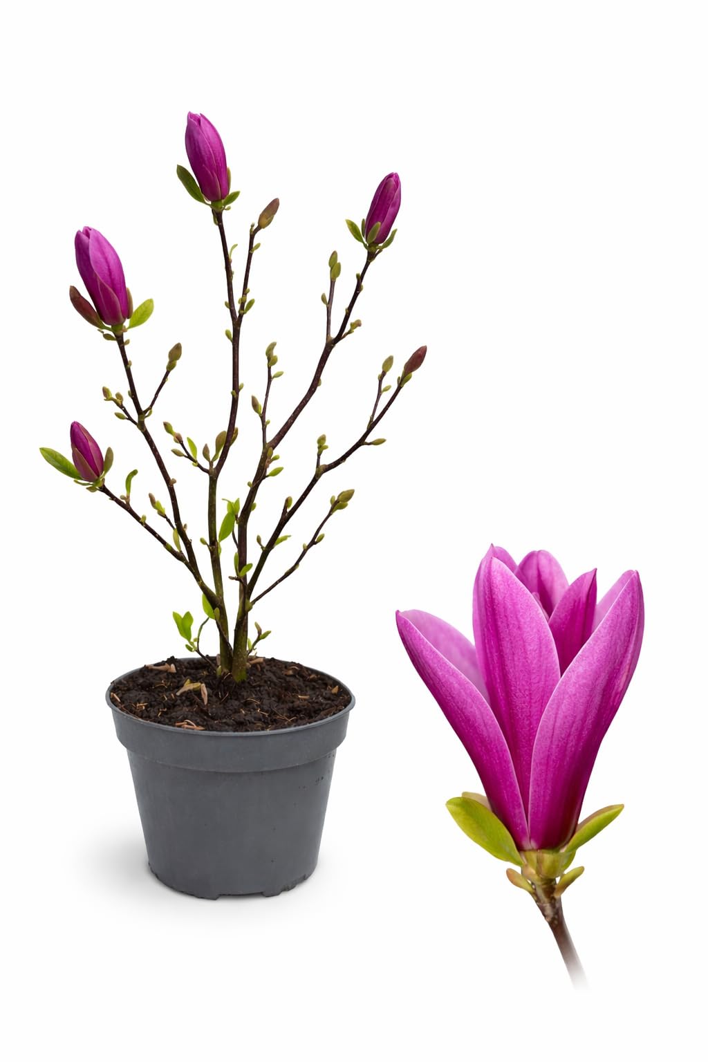 POWERS TO FLOWERS - MAGNOLIA A FIORE FUCSIA "SUSAN", VASO 20CM DIAMETRO, pianta vera