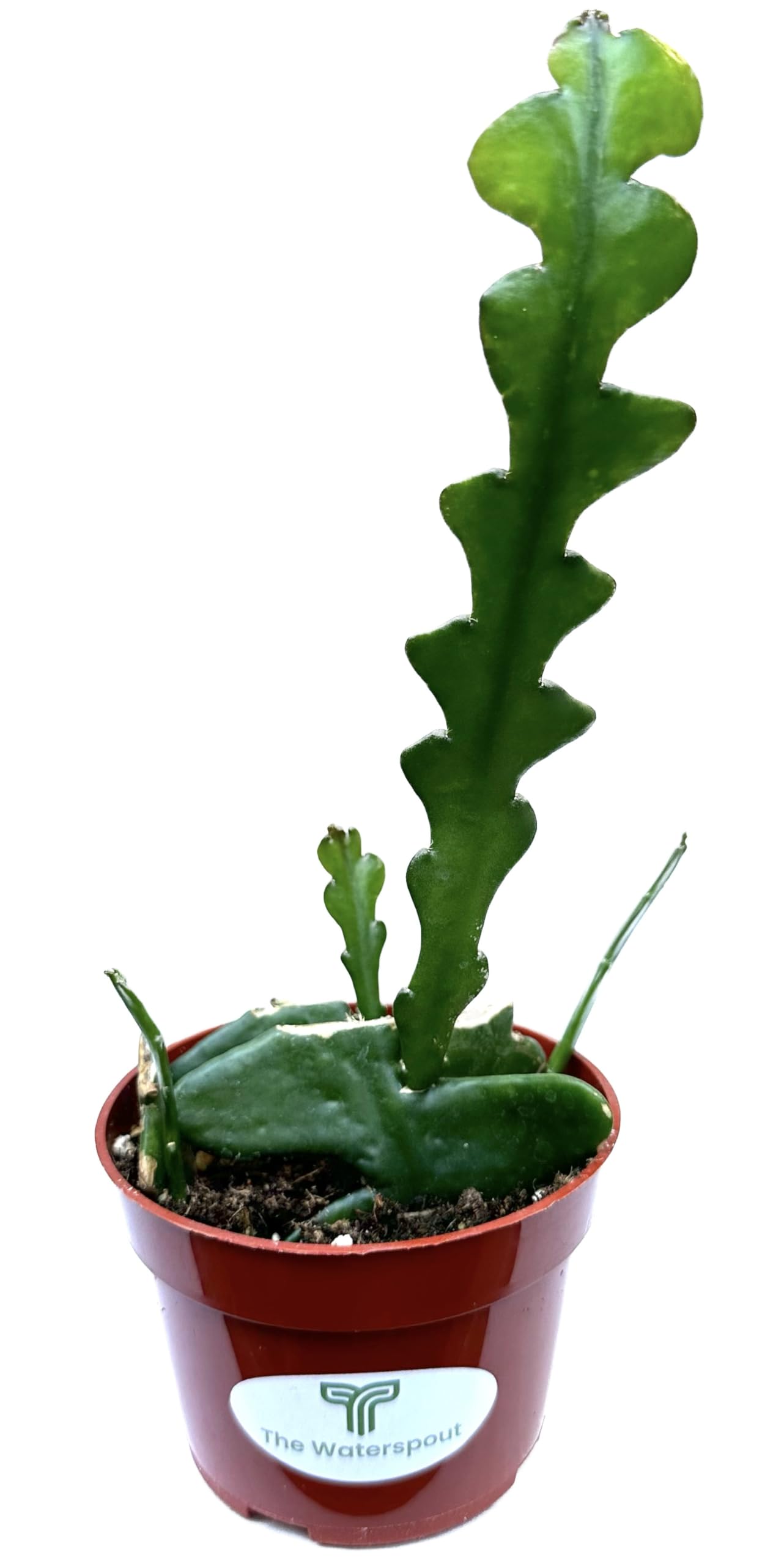calathea lila bltter Calathea Bluegrass Zimmerpflanze 12cm 35cm kaufen