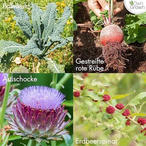 Gemüsesamen Owngrown Alte Sorten: Set mit 8 Sorten Gemüse-Samen
