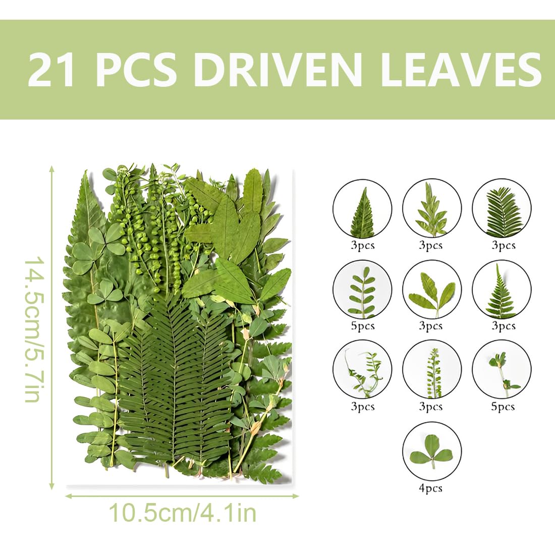 35 Feuilles Séchées Naturelles Pressées - 13 Styles Différents Pour DIY, Résine, Scrapbooking, Déco - 9
