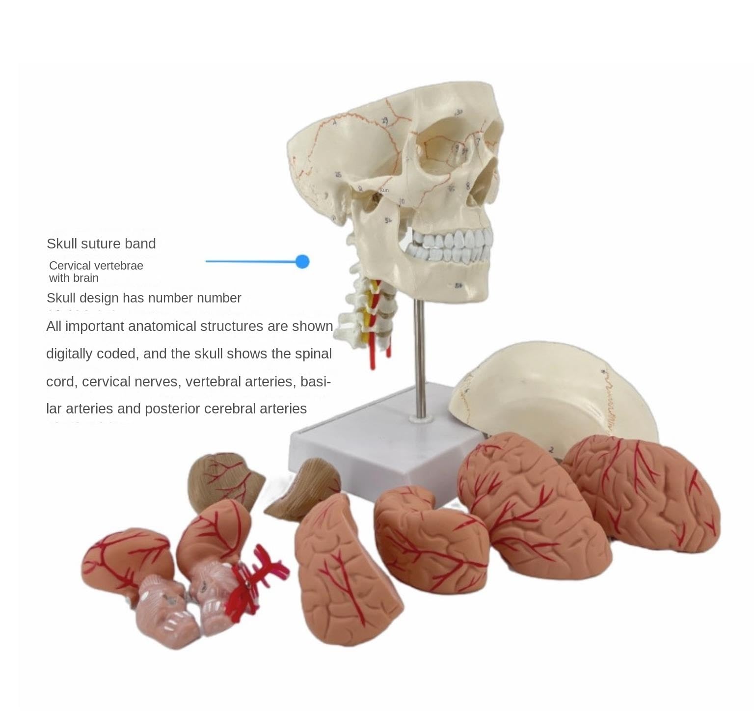 Anatomía De La Educación con Indicador Digital Modelo De Cráneo Humano Tamaño Real Cabeza Humana Anatómico Enseñanza Médica Muñeca de Anatomía