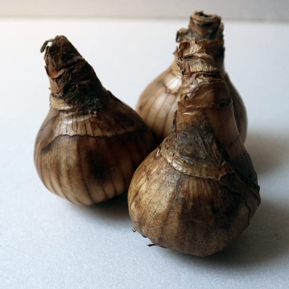 Amazon.co.jp: ITANSE 八重咲き水仙 フラワーパレード 2球【品種