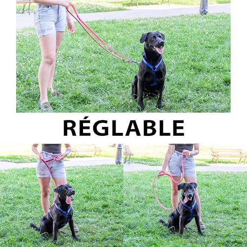 Laisse pour chien réglable idéale pour la promenade en ville - 6