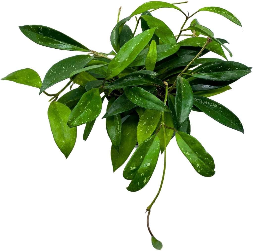 BubbleBlooms Hoya Pubicalyx in a 6 inch Pot Silver Speckled Splash