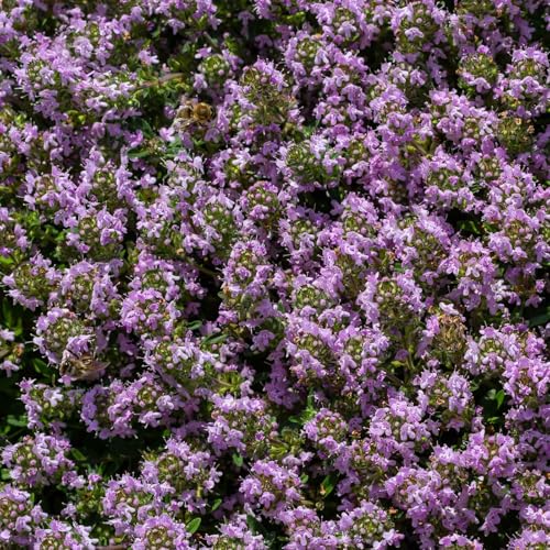 Eden Brothers Creeping Thyme Seeds, Non-GMO Seeds for Planting, Packet | Low-Maintenance Flower Seeds, Plant During Spring, Zones 4, 5, 6, 7, 8, 9