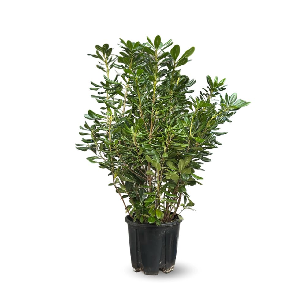 Attitude Jardin - Pittosporum tobira - piante di siepi - 90-100 cm - ⌀ 22 cm - pianta da esterno