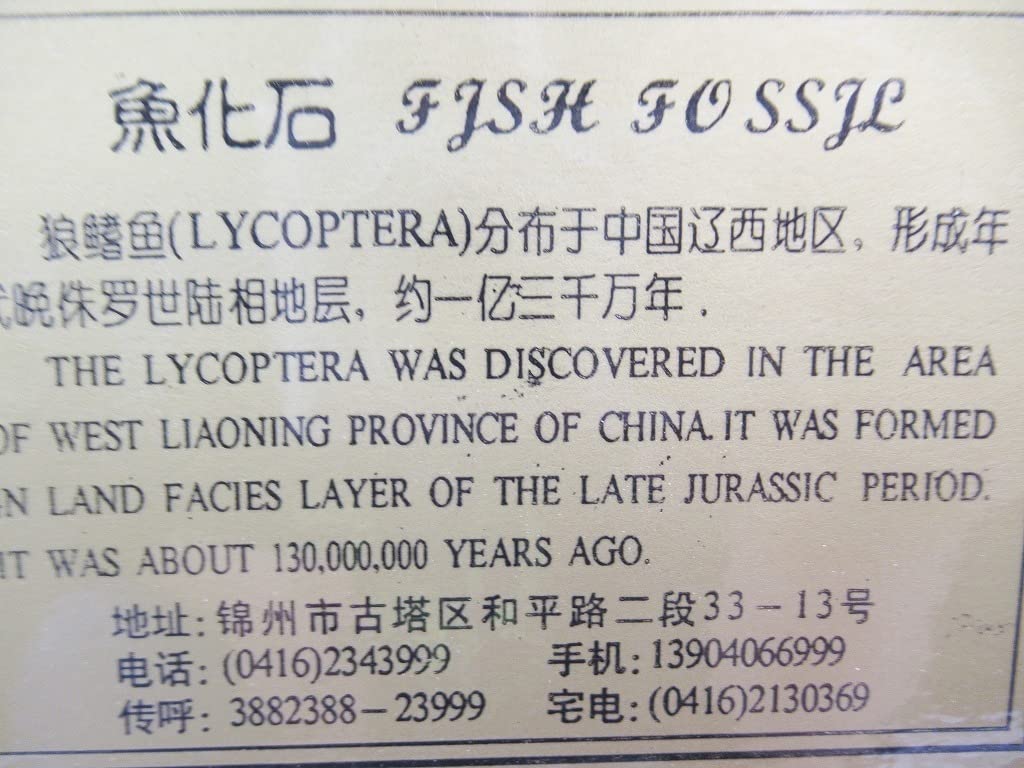 魚の化石　２種類　古代魚　ラコレビス　パチテリソップス 魚の化石 2種類 古代魚 ラコレビス パチテリソップス