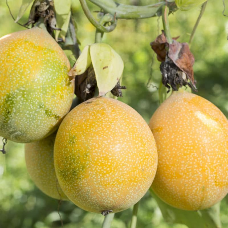 Planta de maracuyá Granadilla, planta viva con raíces de maracuyá Granadilla, planta de maracuyá Granadilla, planta de inicio disponible en Yaxa Colombia