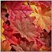 SMYLLS 200pcs Artificial Autumn Maple Leaves, Assorted Colors for Halloween, Fall Weddings & Autumn Parties Decoration (One Size, 4 Assorted Colors)