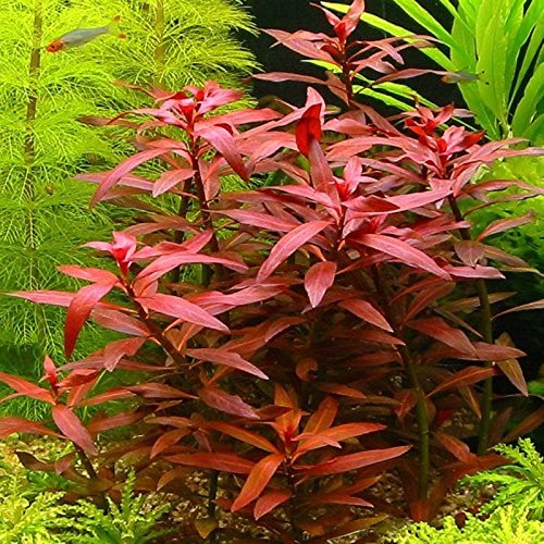 Ludwigia perennis x5 bunch - Live aquarium plant