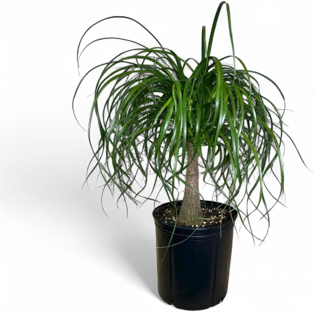 Ponytail Palm ‘Elephant’s Foot’ – 10 Inches Grower Pot – Live Indoor/Outdoor Drought-Tolerant Plant – Air Purifying, Easy Care Houseplant for Home Décor