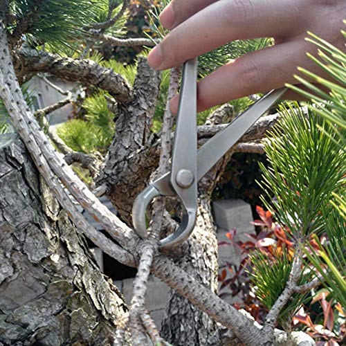 Agatige AGATIGEB7KP43EGOR Bonsai Branch Cutter, 7 Inch (180Mm) Stainless Steel Concave Knob Cutter Tree Limb Cutter Bonsai Pruning Japanese Gardening Tools thumb #1