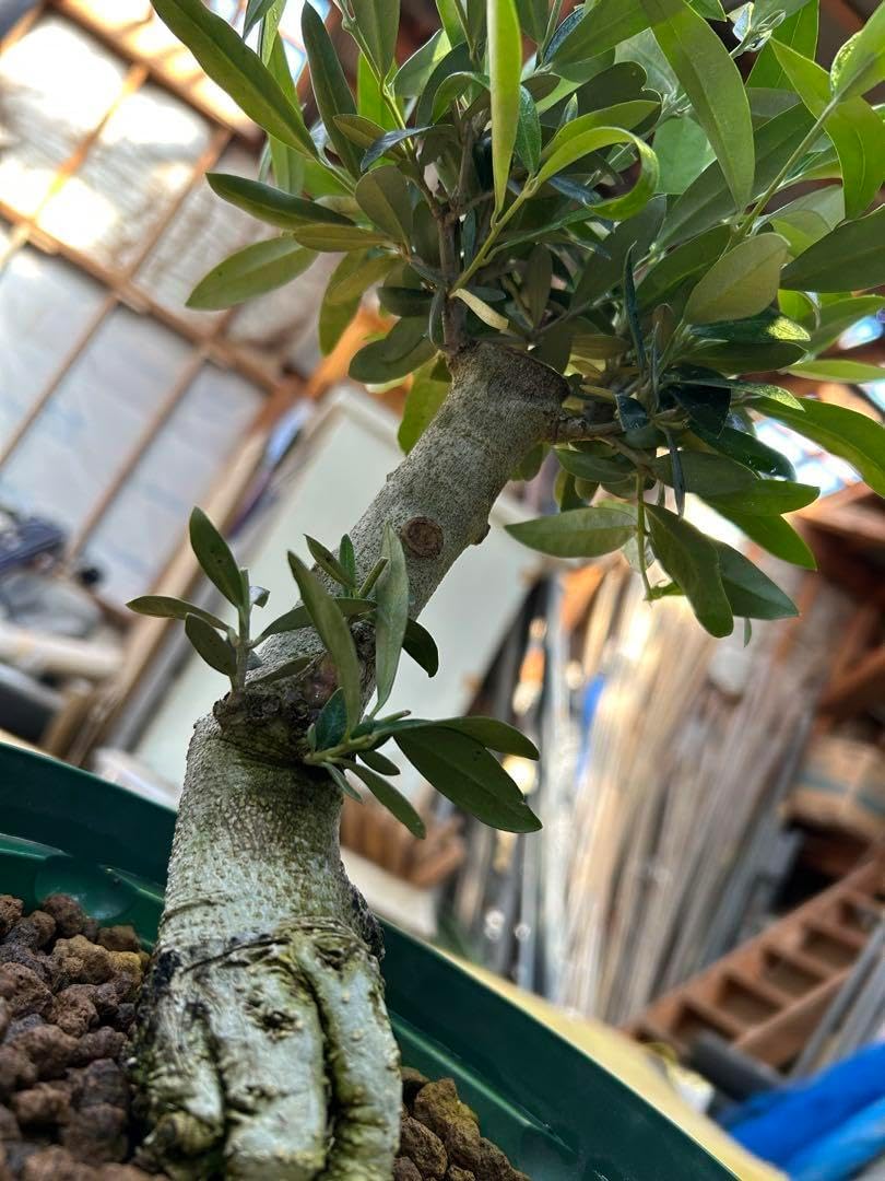 オリーブ 盆栽 古木 オリーブの木 ネバディロブランコ 【公式通販】