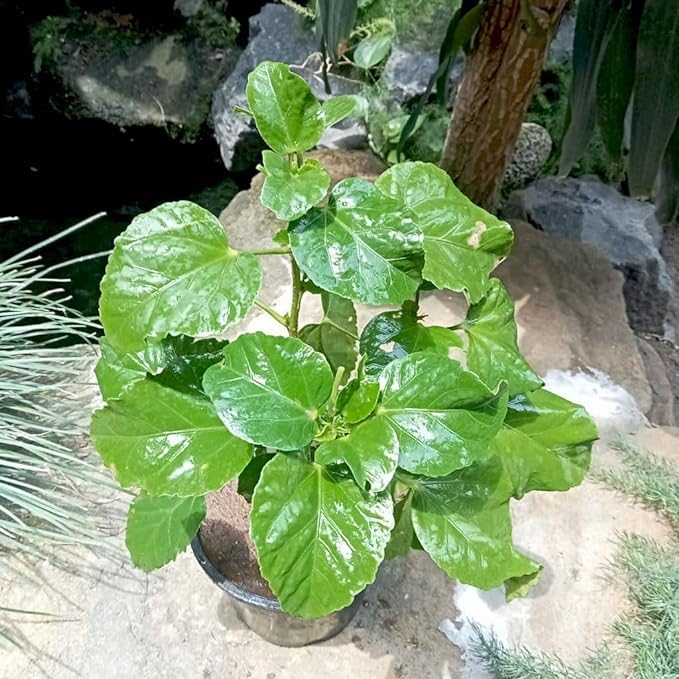 PlantaZee Gudhal Live Plant | Hibiscus Flower | Hibiscus Rosa-Sinensis ...